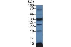 Detection of ATP1b3 in Mouse Heart lysate using Polyclonal Antibody to Sodium/potassium Transporting ATPase Subunit Beta-3 (ATP1b3) (ATP1B3 抗体  (AA 61-277))