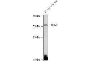 Western blot analysis of extracts of Mouse thymus, using RBM7 antibody (ABIN7270088) at 1:1000 dilution. (RBM7 抗体  (AA 1-266))