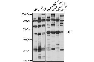 Western blot analysis of extracts of various cell lines, using RELT antibody (ABIN7269911) at 1:1000 dilution. (RELT 抗体  (AA 26-162))