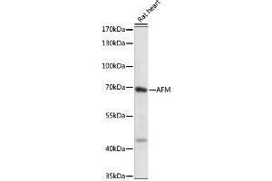 Western blot analysis of extracts of Rat heart, using AFM antibody (ABIN6290052) at 1:1000 dilution. (Afamin 抗体)