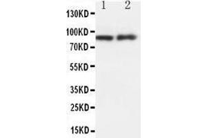 Anti-GRP94 antibody, Western blotting Lane 1: RAJI Cell Lysate Lane 2: MCF-7 Cell Lysate