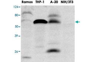 Western blot analysis of extracts of Ramos , THP - 1 , A20 and NIH/3T3 were resolved by SDS - PAGE , transferred to PVDF membrane and probed with IRF5 monoclonal antibody , clone 10T1 (1 : 1000)  . (IRF5 抗体  (AA 176-240))