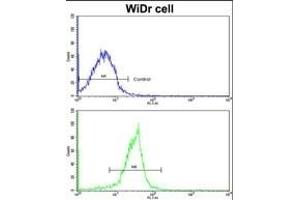 Flow cytometric analysis of widr cells using XPO1 Antibody (C-term)(bottom histogram) compared to a negative control cell (top histogram). (XPO1 抗体  (C-Term))