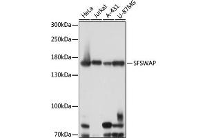 Western blot analysis of extracts of various cell lines, using SFSWAP antibody (ABIN7270551) at 1:1000 dilution. (SFRS8 抗体  (AA 170-280))