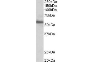 ABIN185550 (0. (ERG 抗体  (C-Term))