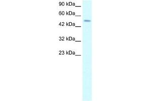 Western Blotting (WB) image for anti-Transcription Factor AP-2 delta (Activating Enhancer Binding Protein 2 Delta) (TFAP2D) (C-Term) antibody (ABIN2779269)