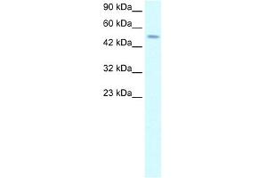 WB Suggested Anti-TFAP2D Antibody Titration: 2. (TFAP2D 抗体  (C-Term))