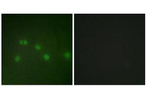 Immunofluorescence (IF) image for anti-Grr1p (GRR1) (N-Term) antibody (ABIN1849262) (Grr1p 抗体  (N-Term))