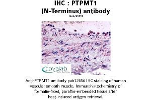 Image no. 1 for anti-Protein Tyrosine Phosphatase, Mitochondrial 1 (PTPMT1) (N-Term) antibody (ABIN1738592) (PTPMT1 抗体  (N-Term))