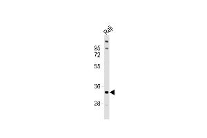 Anti-TNFRSF14 Antibody (C-term)at 1:1000 dilution + Raji whole cell lysates Lysates/proteins at 20 μg per lane. (HVEM 抗体  (C-Term))
