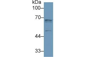 Western Blotting (WB) image for anti-Angiopoietin 2 (ANGPT2) (AA 24-165) antibody (ABIN7430333)