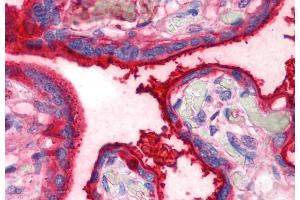 Immunohistochemistry staining of human placenta (paraffin sections) using anti-transferrin (HTF-14). (Transferrin 抗体)