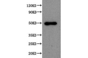 Western Blot Positive WB detected in: 293T whole cell lysate All lanes: SPOCK1 antibody at 1:2000 Secondary Goat polyclonal to rabbit IgG at 1/50000 dilution Predicted band size: 50 kDa Observed band size: 50 kDa (SPOCK1 抗体  (AA 290-435))