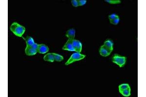 Immunofluorescent analysis of HepG2 cells using ABIN7152149 at dilution of 1:100 and Alexa Fluor 488-congugated AffiniPure Goat Anti-Rabbit IgG(H+L) (EIF3C 抗体  (AA 201-500))