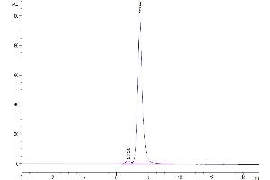 The purity of Human HLA-G Complex is greater than 95 % as determined by SEC-HPLC. (HLAG Protein (AA 25-305, Monomer) (His-Avi Tag,Peptide (RIIPRHLQL)))