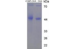 Image no. 2 for Corticosterone (CORT) protein (Ovalbumin) (ABIN1880306) (Corticosterone Protein (CORT) (Ovalbumin))