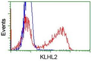 HEK293T cells transfected with either RC205347 overexpress plasmid (Red) or empty vector control plasmid (Blue) were immunostained by anti-KLHL2 antibody (ABIN2453209), and then analyzed by flow cytometry. (KLHL2 抗体  (AA 1-100, AA 494-593))