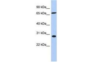 Image no. 1 for anti-Splicing Factor, Arginine/Serine Rich 7 (SFRS7) (C-Term) antibody (ABIN6744021) (SFRS7 抗体  (C-Term))