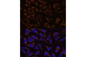 Immunofluorescence (IF) image for anti-GTP-Binding Protein 8 (GTPBP8) (AA 1-170) antibody (ABIN7267527)
