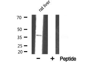 Western blot analysis of Annexin III Antibody expression in rat liver tissue lysates. (Annexin A3 抗体  (N-Term))