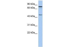 CSGLCA-T antibody used at 1 ug/ml to detect target protein. (CHPF2 抗体  (N-Term))