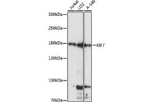 Western blot analysis of extracts of various cell lines, using KIF7 antibody (ABIN7268137) at 1:1000 dilution. (KIF7 抗体  (AA 1044-1343))