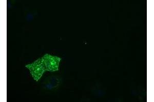 Immunofluorescence (IF) image for anti-Protein tyrosine Phosphatase, Receptor Type, E (PTPRE) antibody (ABIN1500508) (PTPRE 抗体)