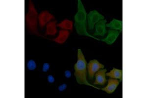 ABIN6258103 and ABIN6275535 staining Hela cells by IF/ICC. (PLK3 抗体  (Internal Region))