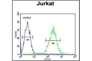Flow Cytometric analysis of Jurkat cells using RPR1B Antibody (C-term) Cat.