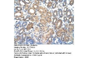 Human kidney (HSPBAP1 抗体  (C-Term))