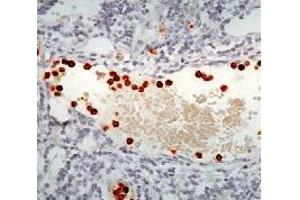 Formalin fixed paraffin embedded human tonsil stained with Myeloperoxidase antibody. (Myeloperoxidase 抗体)