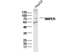 HepG2 lysates probed with BMPER Polyclonal Antibody, Unconjugated  at 1:300 dilution and 4˚C overnight incubation. (BMPER 抗体  (AA 501-600))