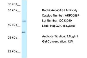 WB Suggested Anti-OAS1 Antibody Titration:  1 ug/ml  Positive Control:  HepG2 cell lysate (OAS1 抗体  (C-Term))