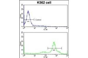 Flow cytometric analysis of K562 cells using CCT3 Antibody (Center)(bottom histogram) compared to a negative control cell (top histogram)FITC-conjugated goat-anti-rabbit secondary antibodies were used for the analysis. (CCT3 抗体  (AA 298-326))