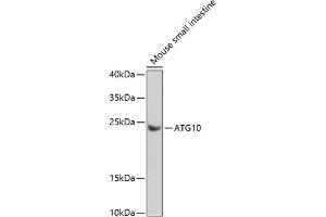Western blot analysis of extracts of mouse small intestine, using  antibody (ABIN6133192, ABIN6137243, ABIN6137244 and ABIN6223255) at 1:1000 dilution. (ATG10 抗体  (AA 1-220))