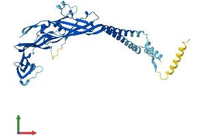 AlphaFold protein structure predicition of Human Recombinant P2RX1 Protein, UniprotID P51575