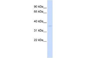 PGBD2 antibody used at 1 ug/ml to detect target protein. (PGBD2 抗体  (Middle Region))