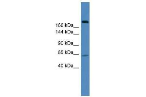 USP9X antibody used at 0. (USP9X 抗体  (C-Term))