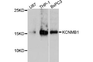 Western blot analysis of extracts of various cell lines, using KCNMB1 antibody (ABIN5998044) at 1/1000 dilution. (KCNMB1 抗体)