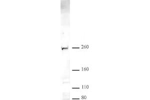 CHD2 pAb tested by Western blot. (CHD2 抗体  (C-Term))