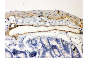 Anti- IKB beta Picoband antibody,IHC(P) IHC(P): Mouse Intestine Tissue (NFKBIB 抗体  (AA 56-237))