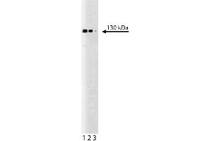 Western blot analysis of tomosyn on a rat cerebrum lysate. (STXBP5 抗体  (AA 910-1105))