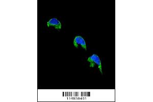 Confocal immunofluorescent analysis of CYP1A2 Antibody with 293 cell followed by Alexa Fluor 488-conjugated goat anti-rabbit lgG (green). (CYP1A2 抗体  (AA 255-282))
