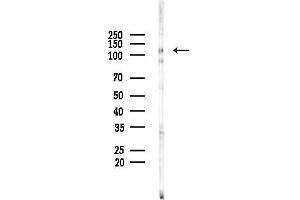anti-Integrin, alpha 3 (ITGA3) antibody