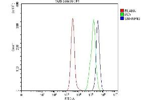 Flow Cytometry analysis of Daudi cells using anti-SNRNP40 antibody (ABIN7601719). (SNRNP40 抗体  (AA 43-357))