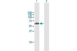Western Blot analysis of TCN1 expression in transfected 293T cell line by TCN1 MaxPab polyclonal antibody. (TCN1 抗体  (AA 1-433))