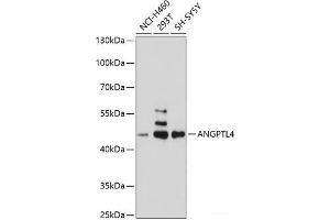 Western blot analysis of extracts of various cell lines using ANGPTL4 Polyclonal Antibody at dilution of 1:1000. (ANGPTL4 抗体)