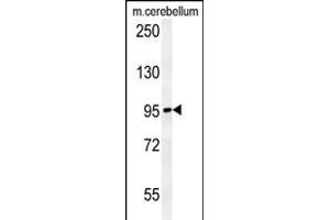 C12orf30 Antibody (Center) (ABIN654228 and ABIN2844062) western blot analysis in mouse cerebellum tissue lysates (15 μg/lane). (NAA25 抗体  (AA 720-748))
