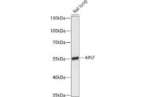 Western blot analysis of extracts of Rat lung, using APLF antibody (ABIN7265649) at 1:1000 dilution. (APLF 抗体  (AA 200-380))