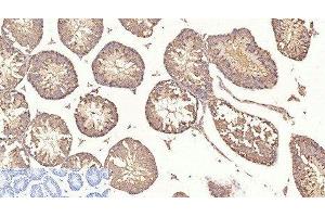 Immunohistochemistry of paraffin-embedded Mouse testis tissue using beta Tubulin Monoclonal Antibody at dilution of 1:200. (TUBB 抗体)